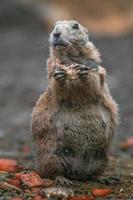 Prairie dog eating photo