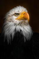 Bald eagle closeup photo