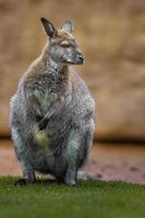 Red necked wallaby photo