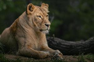 Panthera leo melanochaita photo