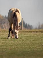 Horse in meadow photo