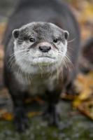 Asian small clawed otter photo