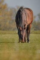 Horse in meadow photo