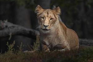 Panthera leo melanochaita photo