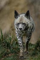 hiena rayada caminando en el camino