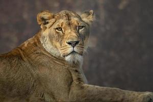 león panthera leo foto