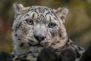 irbis leopardo de las nieves foto