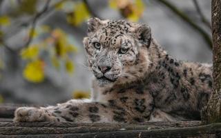 Snow leopard Irbis photo