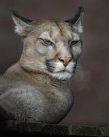 Portrait of Cougar photo