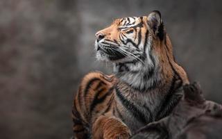 Portrait of Sumatran tiger photo