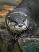 Asian small clawed otter photo