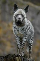 Portrait of Striped hyena photo
