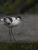 retrato, de, pied, avoceta foto