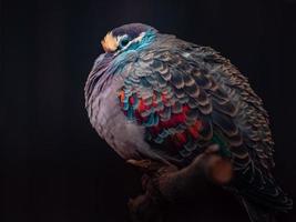 Portrait of Common Bronzewing photo