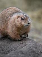 Black tailed prairie dog photo