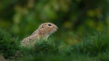 European ground squirrel photo