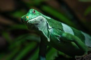 iguana con bandas de fiji foto