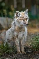 Portrait of Corsac fox