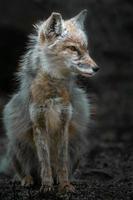 zorro corsac en el zoológico foto