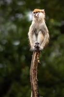 Red Guenon on branch photo