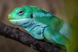 Fiji banded iguana photo