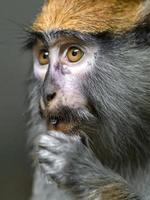 Patas monkey closeup photo