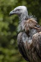 Portrait of Ruppells vulture photo