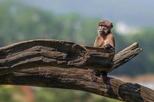 Gelada on log photo