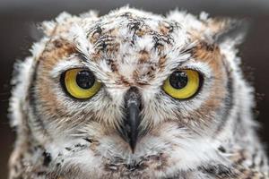 Great horned owl photo