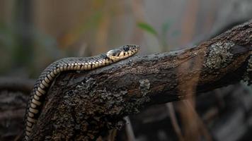 Grass Snake on branch photo
