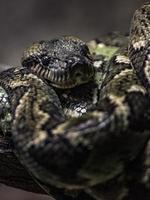 Malagasy tree boa photo