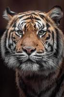 Portrait of Sumatran tiger photo