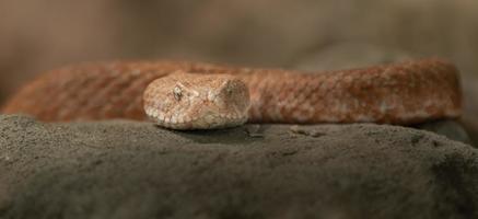Cyclades blunt nosed viper photo