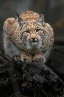 Eurasian lynx on log photo