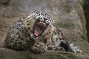 Snow leopard Irbis photo