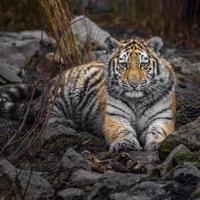 Portrait of Siberian tiger photo