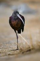 Glossy ibis on sand photo