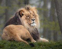 panthera leo melanochaita foto