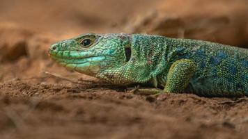 Ocellated lizard on rock photo