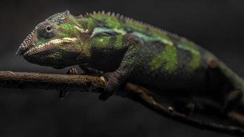 Panther chameleon on branch photo