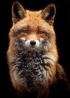 Portrait of Red fox photo