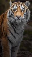 Portrait of Siberian tiger photo