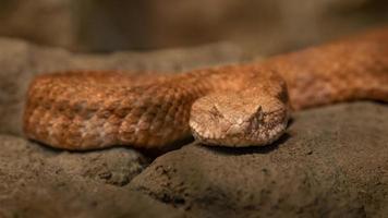 Cyclades Blunt nosed Viper