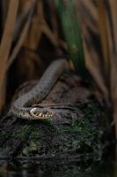 Grass Snake on stone