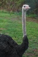 retrato de avestruz común foto