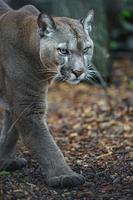 Cougar in zoo photo