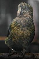 Portrait of Kea photo