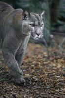 Cougar in zoo photo