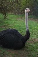 Portrait of Common ostrich photo