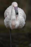 Portrait of Greater flamingo photo
